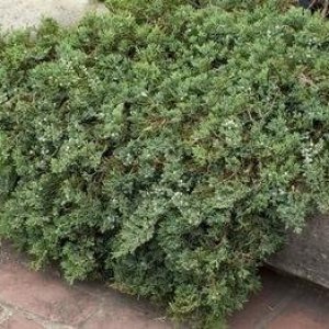 Borievka rozprestretá (Juniperus horizontalis) ´WILTONII´ - priemer rastliny 60-80cm, kont. C20L